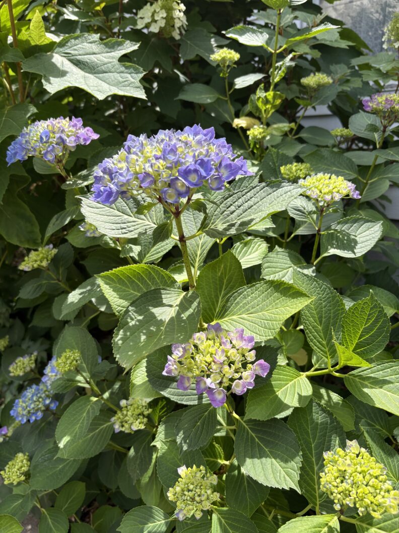 Hydrangea in Laura's yard