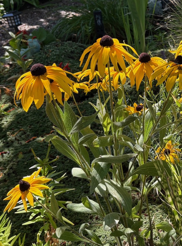Black-eyed Susan in Kelli's yard
