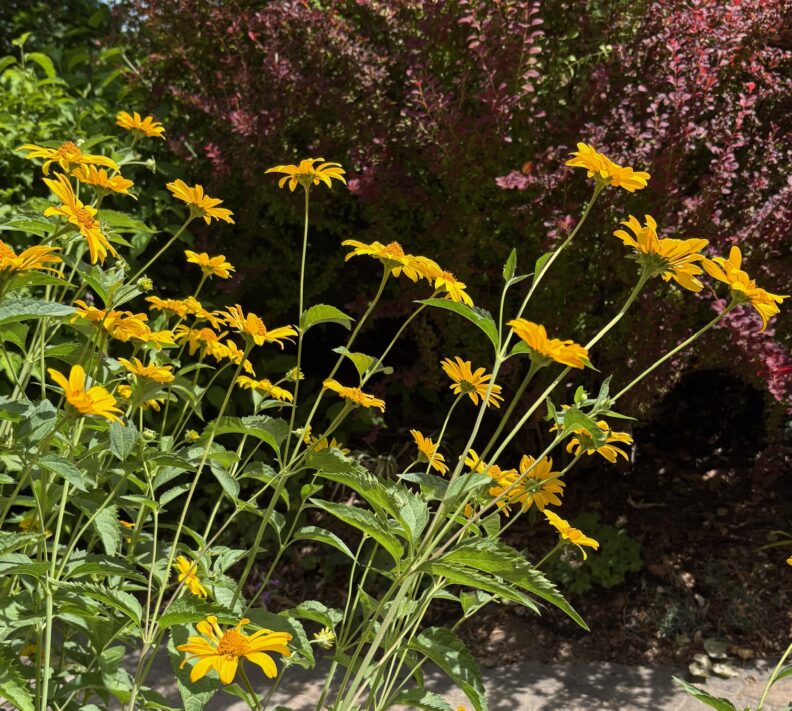 Yellow flowers against green and red shrubs in Laura's yard