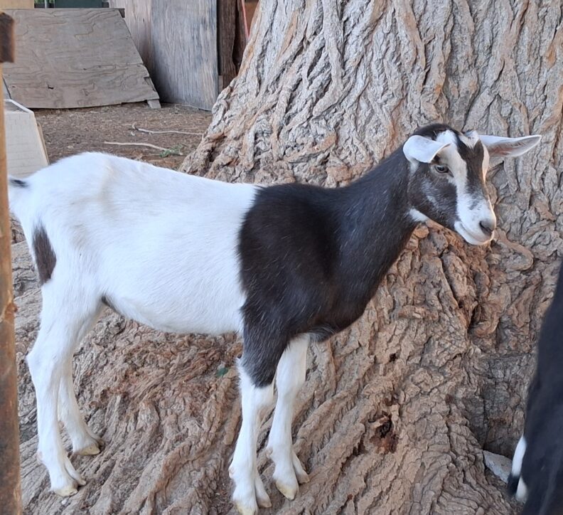 Half white and black Sable Saanen doelings standing on a tree