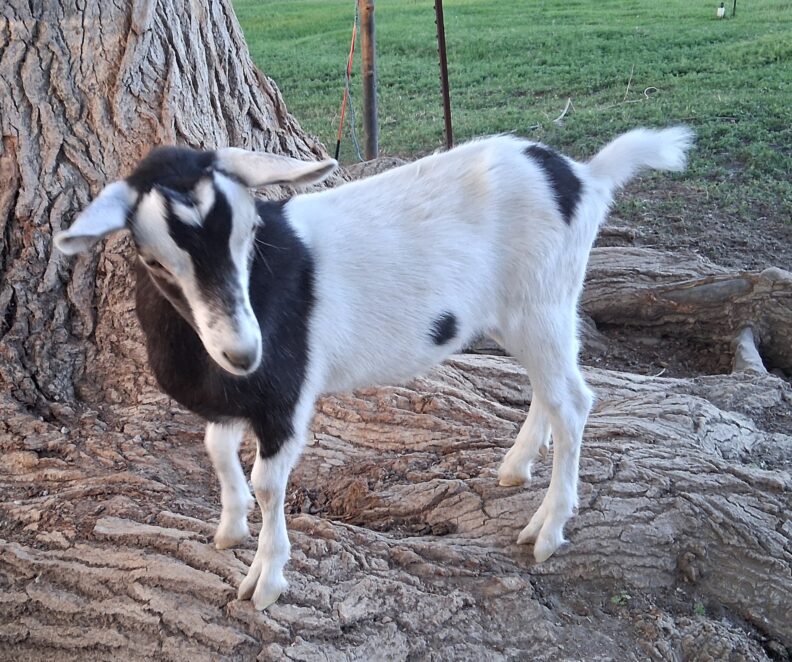 Half white and black Sable Saanen doelings standing on a tree