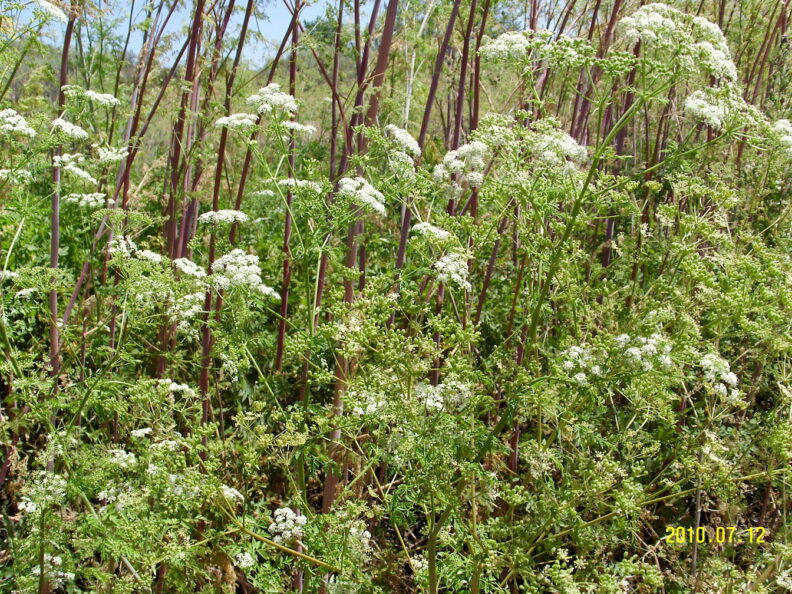 Poison Hemlock