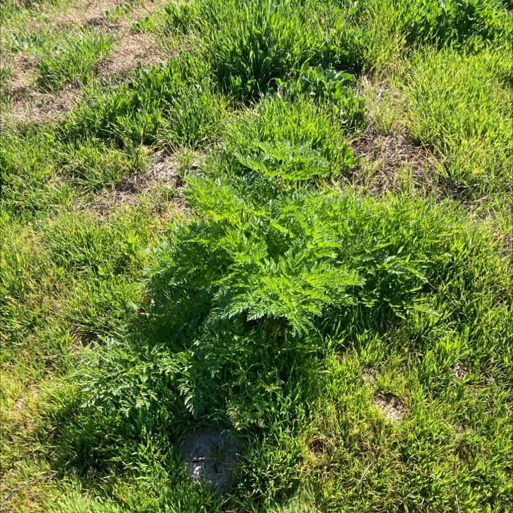 Poison Hemlock