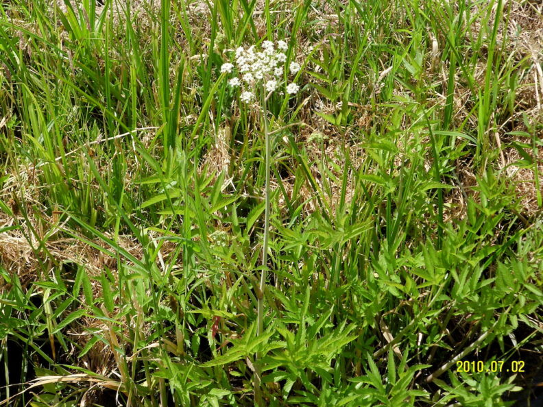 Water Hemlock
