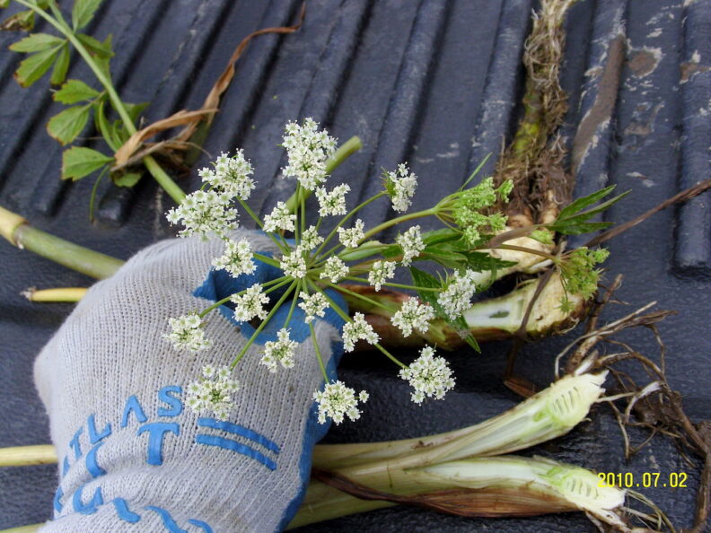 Water Hemlock