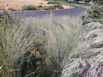 Little Blue Stem with big sage