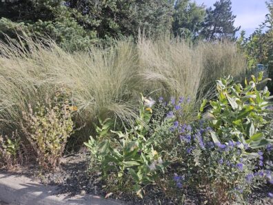 Little Blue Stem with caryopteris