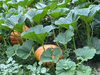 Pumpkins growing in a compost pile.