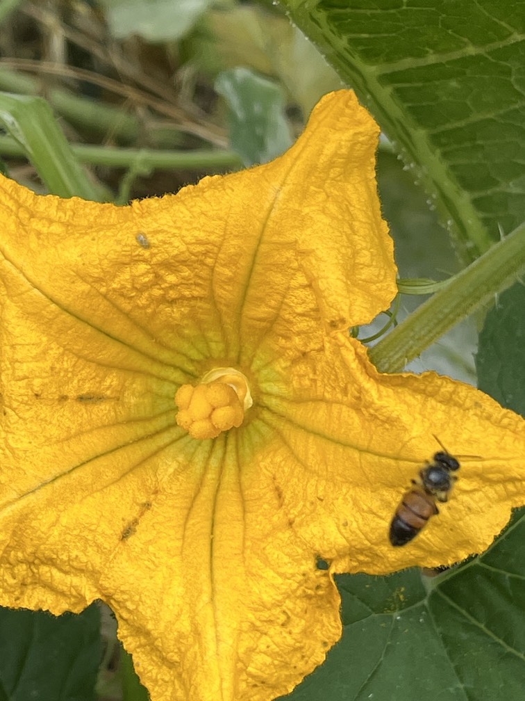 Squash Bees and Jack-O-Lanterns | Yakima County | Washington State ...