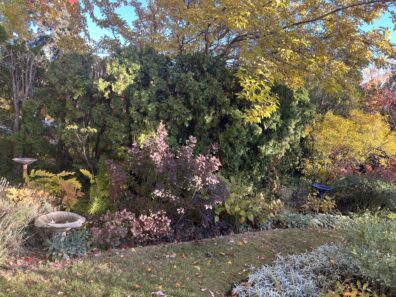 Trees and shrubs turning fall colors.