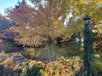 Trees and shrubs turning fall colors.