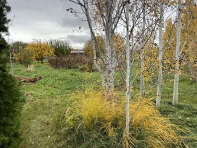 An area of the yard that appears a bit wild and unkempt, with several trees, shrubs, weeds and grasses.
