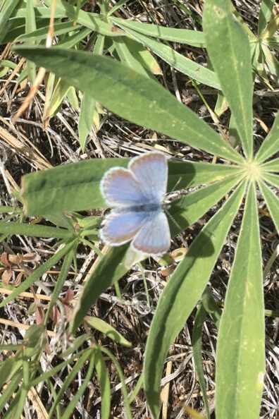 A small blue butterfly on a long, narrow green leaf.