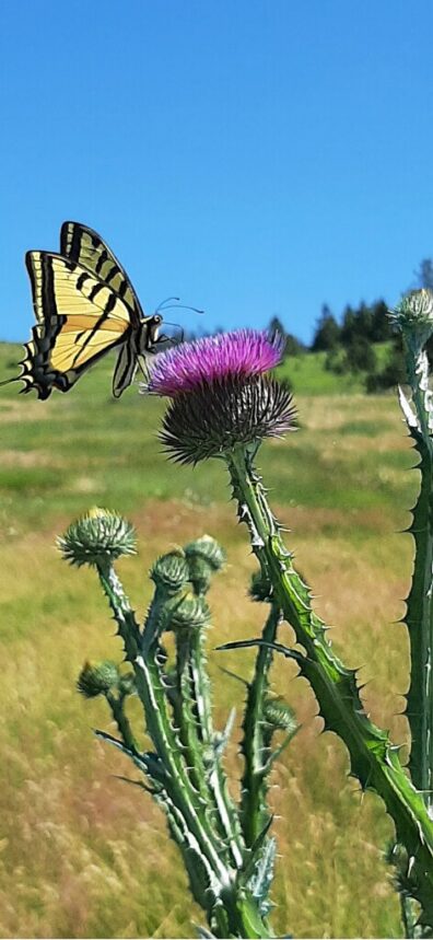 a large yellow and black butterfly perched atop a magenta-colored thistle.