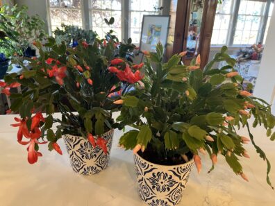 Christmas Cactus (red) and Thanksgiving Cactus (yellow)