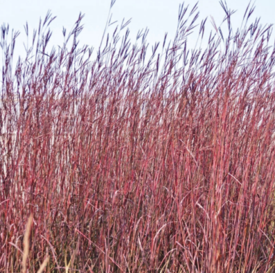 Big Bluestem: a reddish purple bunch grass