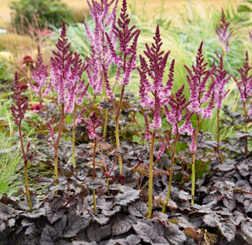 Astilbe "Dark Side of the Moon": It features chocolate-burgundy foliage and raspberry buds that open into plumes of rosy purple flowers.