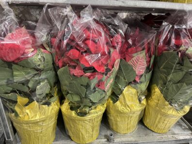 A rack of poinsettias wrapped in gold foil on a display cart at a box store.