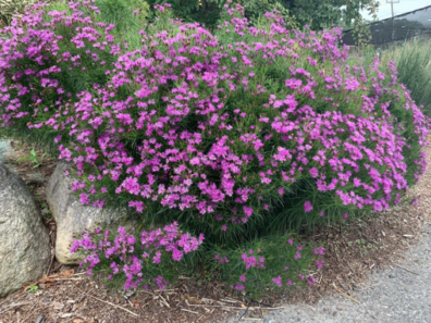 Iron Butterfly - Aster-like bright purple blooms