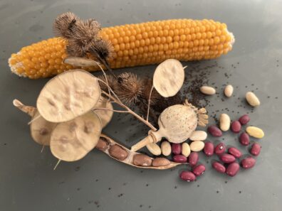 Assorted Seeds, including corn cob, beans, and various seed pods.