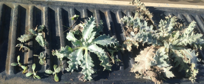 Scotch Thistle Rosettes