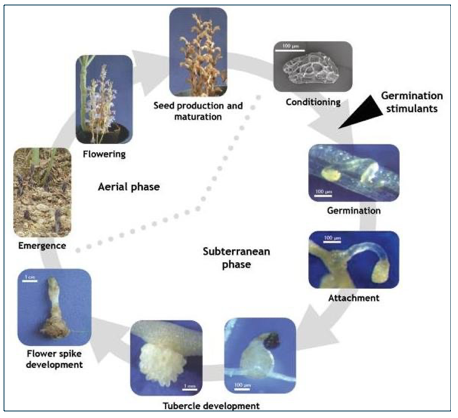 Circular chart showing nine stages of development of the O. Cumana