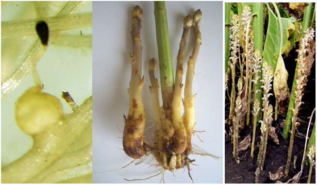 Three photos of O. Cumana. L-R: Tubercle, flower, seed heads