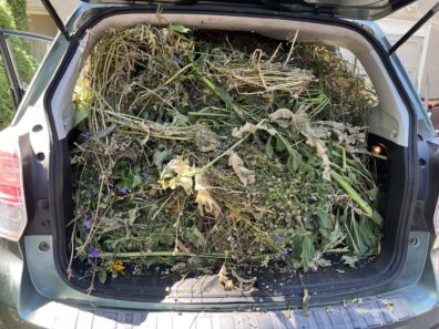 Author's Subaru loaded with yard waste.