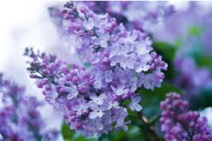 Close up photo of purple lilac blossoms