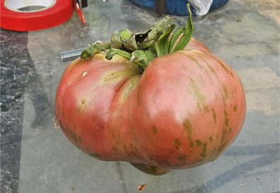 An odd shaped tomato. Background color is medium red; dirty green and yellow streaks give it a tie dye appearance.