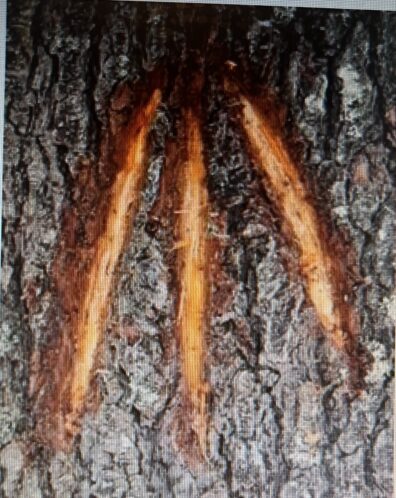 Close up view of part of a tree trunk with three reddish slashes cut at angles such that they all point arrow-like toward the top.