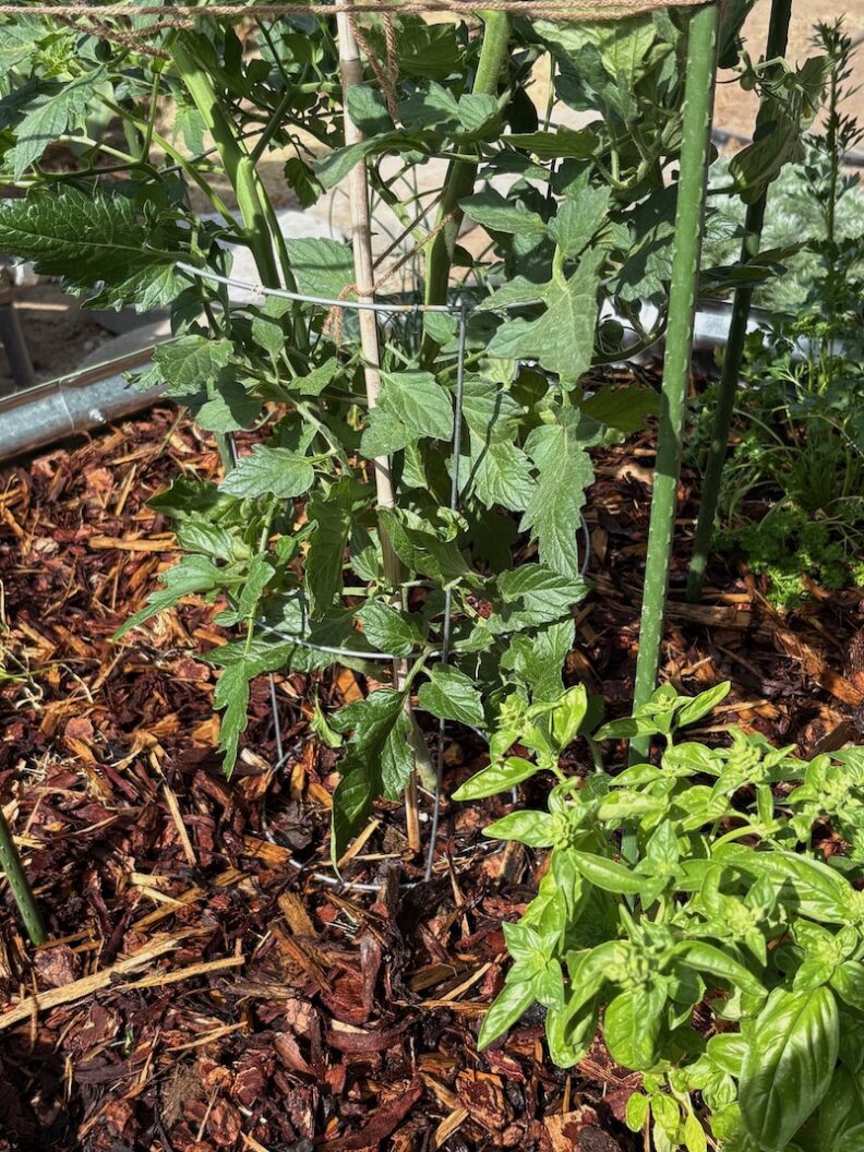 Wood chips below tomatoes and basil.
