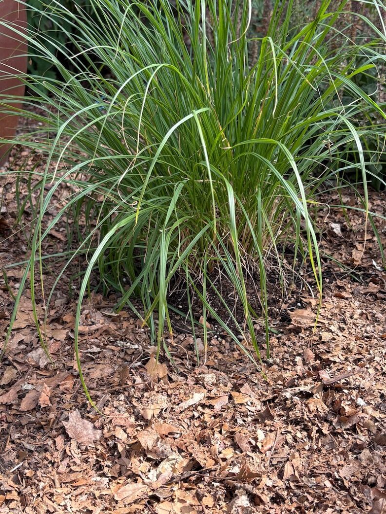 Chopped leaves as mulch below ornamental grass.