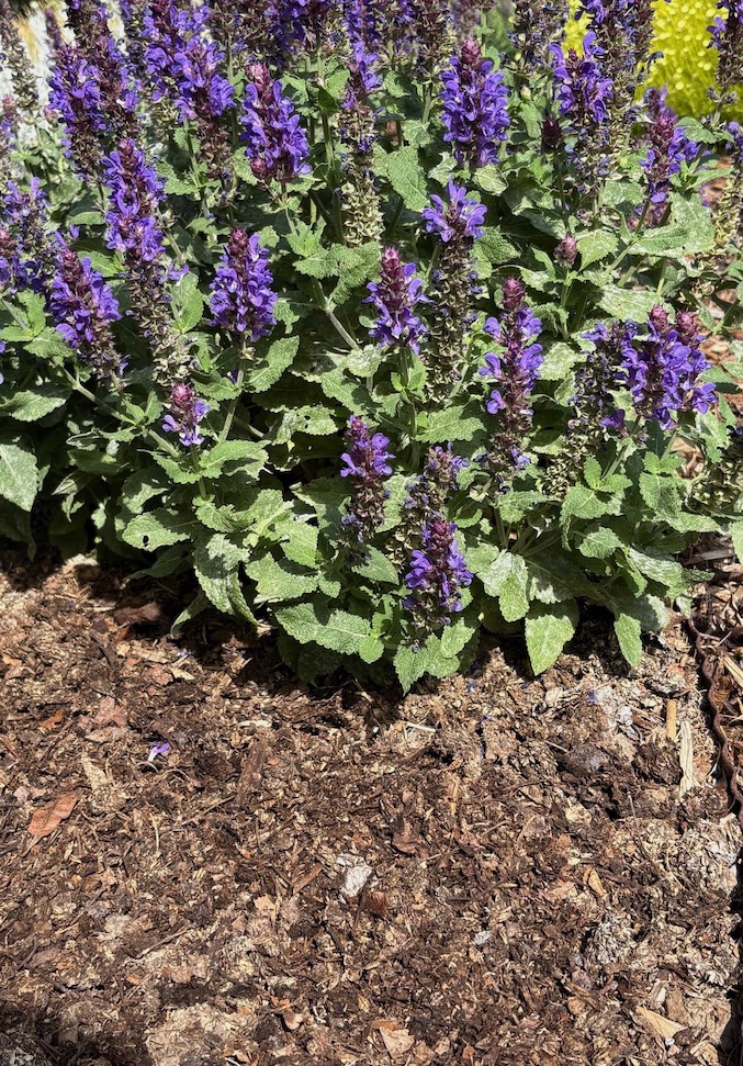 Salvia with homemade compost as mulch.