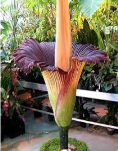 Titan arum with large spadix, alone in the foreground with other tropical plants behind. Spadix is a light peach color.