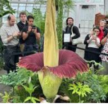 Titan arum bloom with a very large spadix, nearly as tall as the people in the background who are recording it.