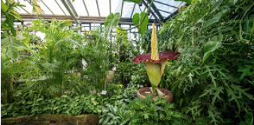 Titan Arum in the midst of a flush of greenery in a glassed in greenhouse