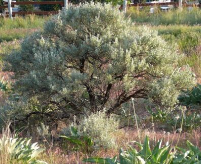 Large rounded mound-like bush of gray-green leaves, standing in a wild meadow.