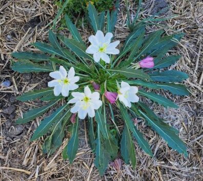 Plant with long green leaves surrounding white and pink blooms.