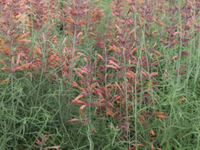 A "forest" of tall slender stems boasting coral/pink tubular blooms.