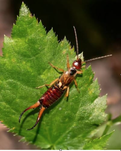Earwig on a leaf