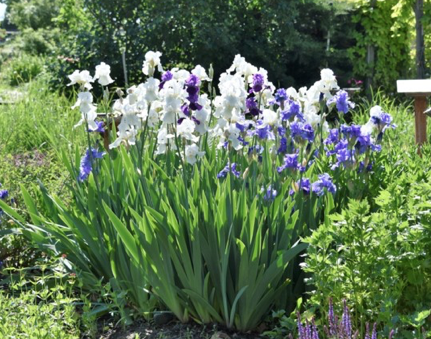 Purple and white irises in a large group surrounded by greenery.