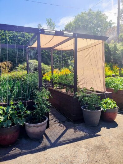 Raised beds of vegetable plants, with shade cloth hanging on two sides of a frame above the beds.