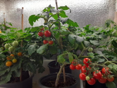 Green tomato plant with many tiny tomatoes