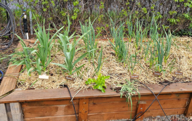 Garlic plants in a raised bed