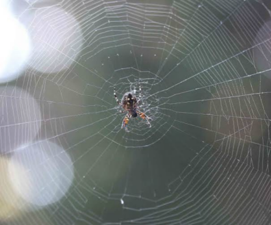 Spider on a large web