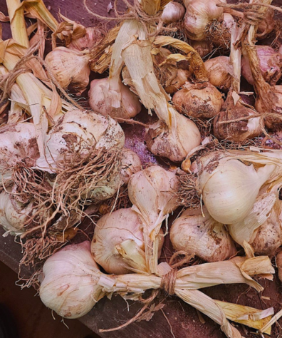several bundles of garlic bulbs with their short stems intact.