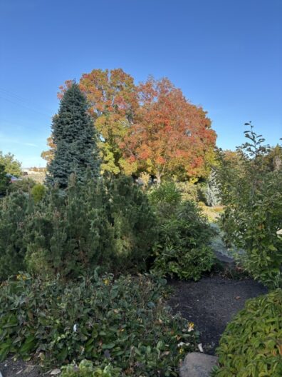 Dwarf Blue Shasta Fir “Nana” in forefront, Green Mountain Sugar Maple in background at Yakima Area Arboretum.