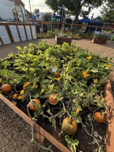 Raised bed of pumpkin plants at the Central Washington State Fair.