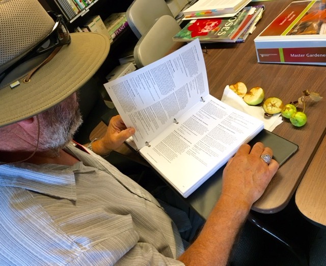 A man in a button up with a wide brimmed hat looks up information in a binder about damaged apples on the table in front of him